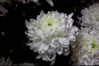 Chrysanthemum hybrid 'Blanche Poitenene'
